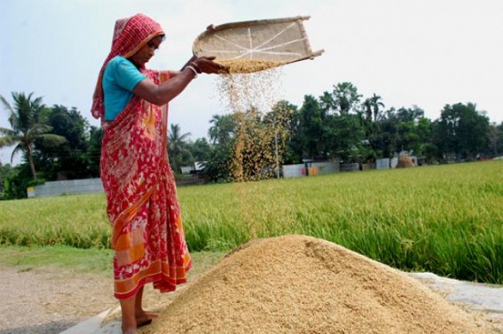 Tripura likely to fall in serious food crisis Tripura likely to fall in serious food crisis